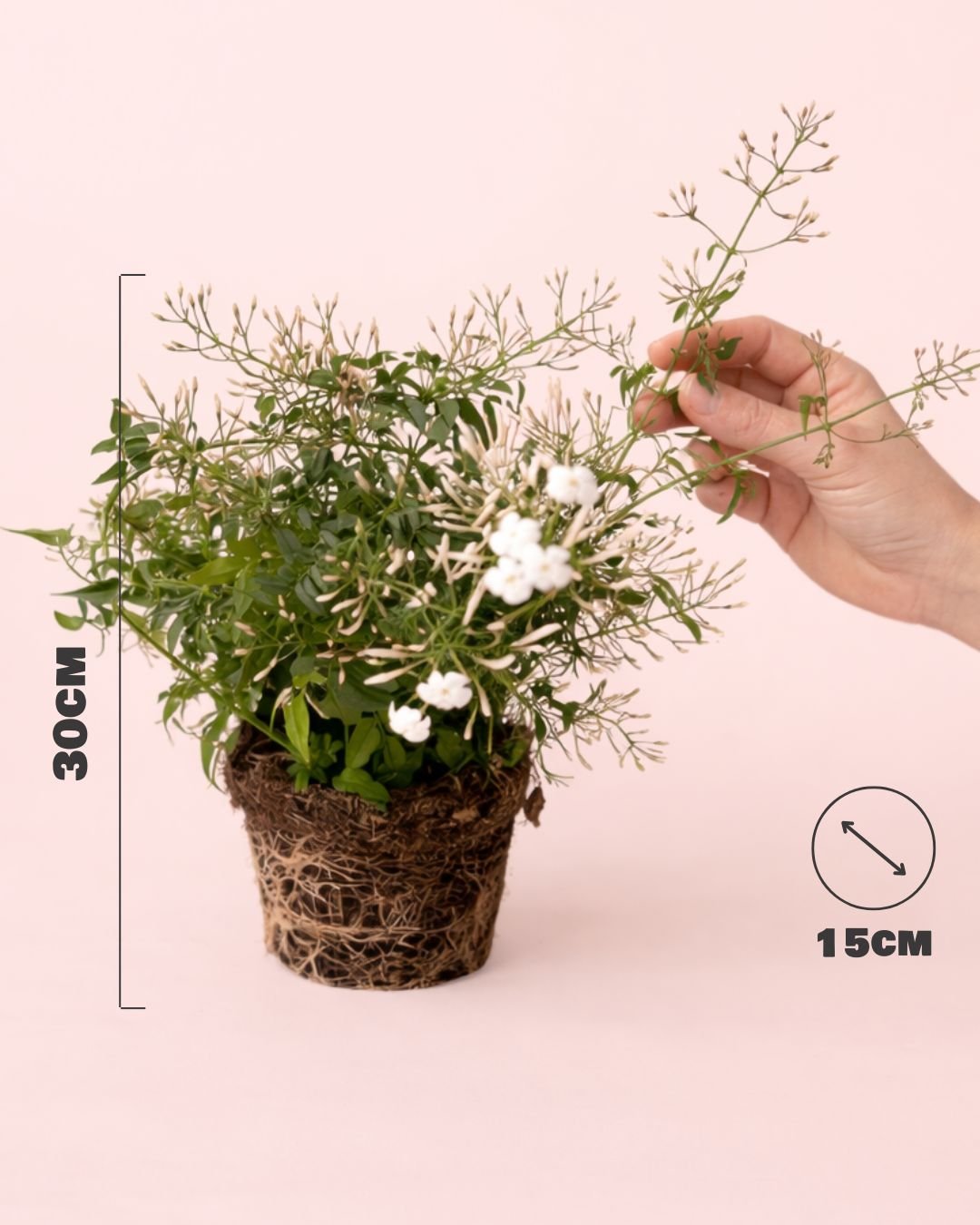 Jasminum Polyanthum – Jazmín Chino M - Pur Plant