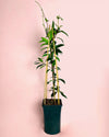 Jazmín de Estrella – Trachelospermum Jasminoides L - Pur Plant