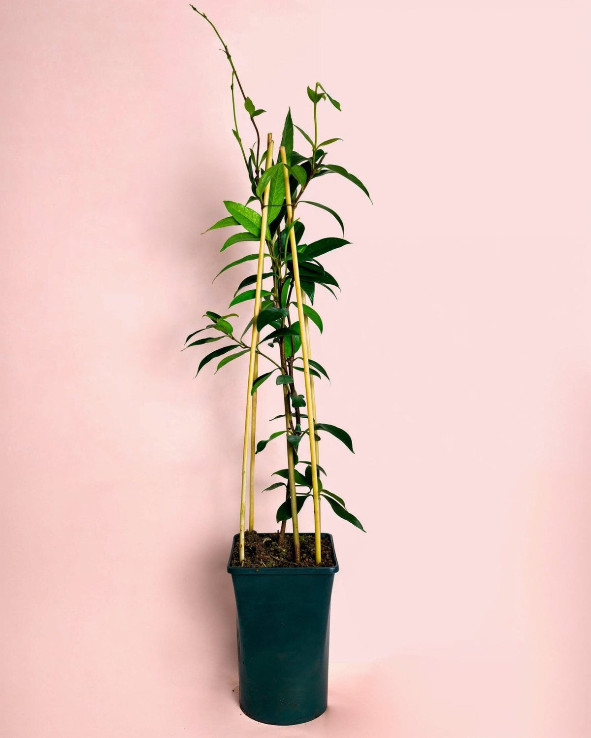Jazmín de Estrella – Trachelospermum Jasminoides L - Pur Plant