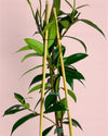 Jazmín de Estrella – Trachelospermum Jasminoides L - Pur Plant