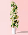 Jasmim-estrela – Trachelospermum Jasminoides L