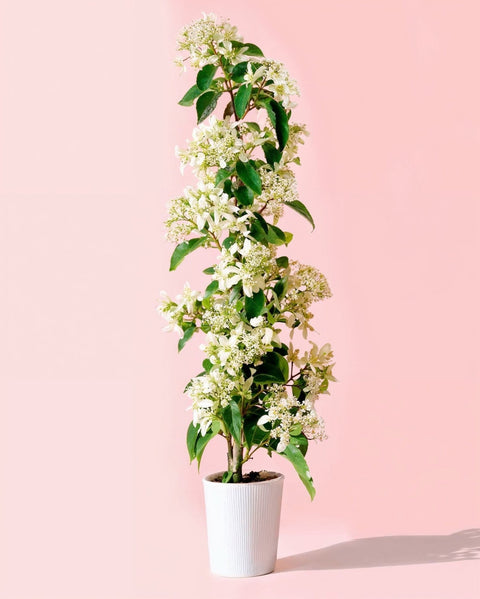 Jasmim-estrela – Trachelospermum Jasminoides L