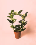 Jasmim-de-Madagáscar – Stephanotis floribunda M
