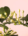 Jazmín de Madagascar – Stephanotis floribunda M - Pur Plant