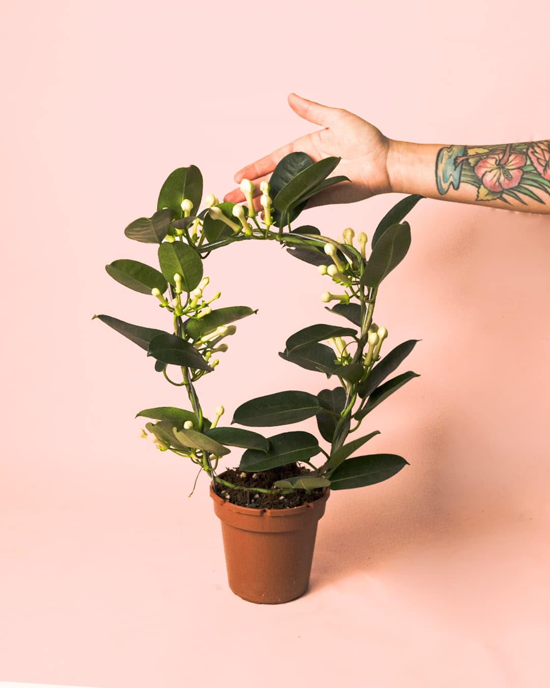 Jazmín de Madagascar – Stephanotis floribunda M - Pur Plant