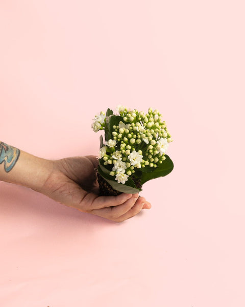 Kalanchoe Calendiva Branco Mini