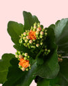 Kalanchoe Calendiva Naranja Mini - Pur Plant