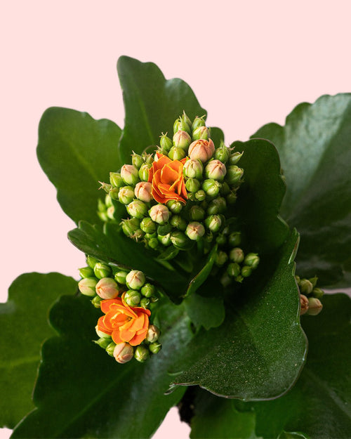 Kalanchoe Calendiva Naranja Mini - Pur Plant