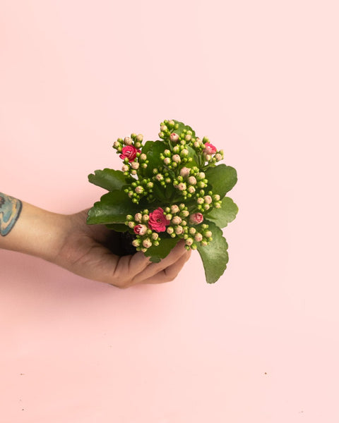 Kalanchoe Calendiva Rosa Mini