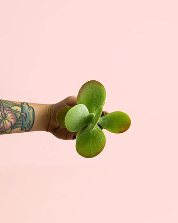 Kalanchoe Thyrsiflora Mini