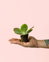 Kalanchoe Thyrsiflora Mini - Pur Plant