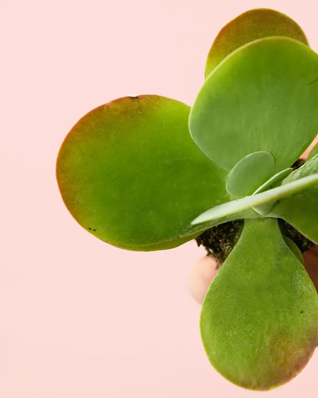 Kalanchoe Thyrsiflora Mini - Pur Plant