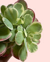Kalanchoe Thyrsiflora Variegada Mini - Pur Plant