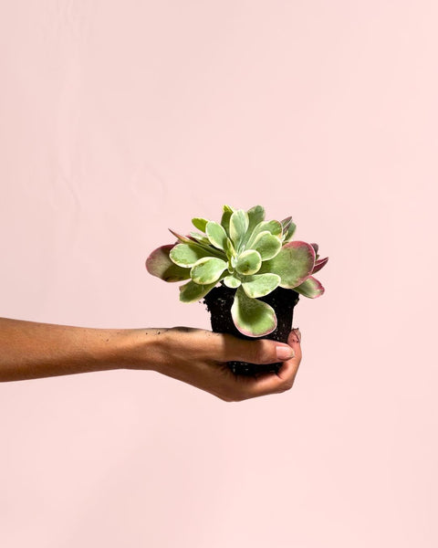 Kalanchoe Thyrsiflora Variegada Mini