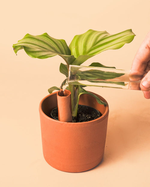 Kit 5x Mini Tubos Autorriego Terracota - Pur Plant