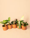 Kit 5x Mini Tubos Autorriego Terracota - Pur Plant