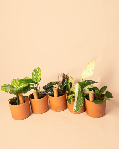 Kit 5x Mini Tubos Autorriego Terracota - Pur Plant