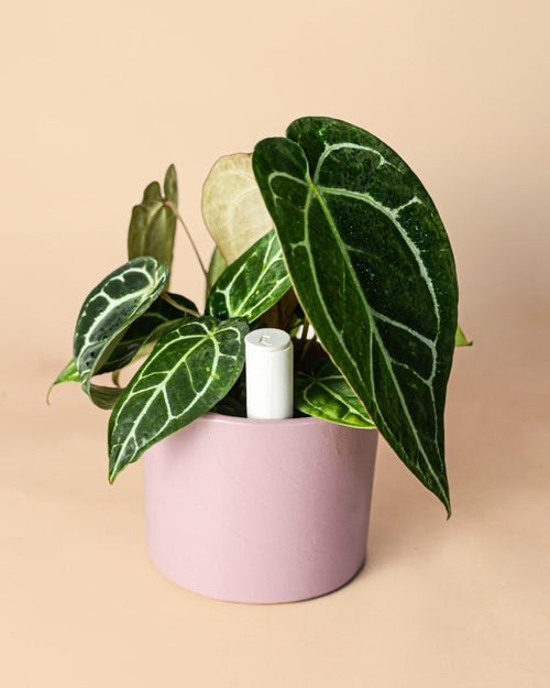 Kit 5x Tubos Blancos Autorriego - Edición Limitada - Pur Plant