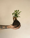 Kit Kokedama Ficus Ginseng - Pur Plant