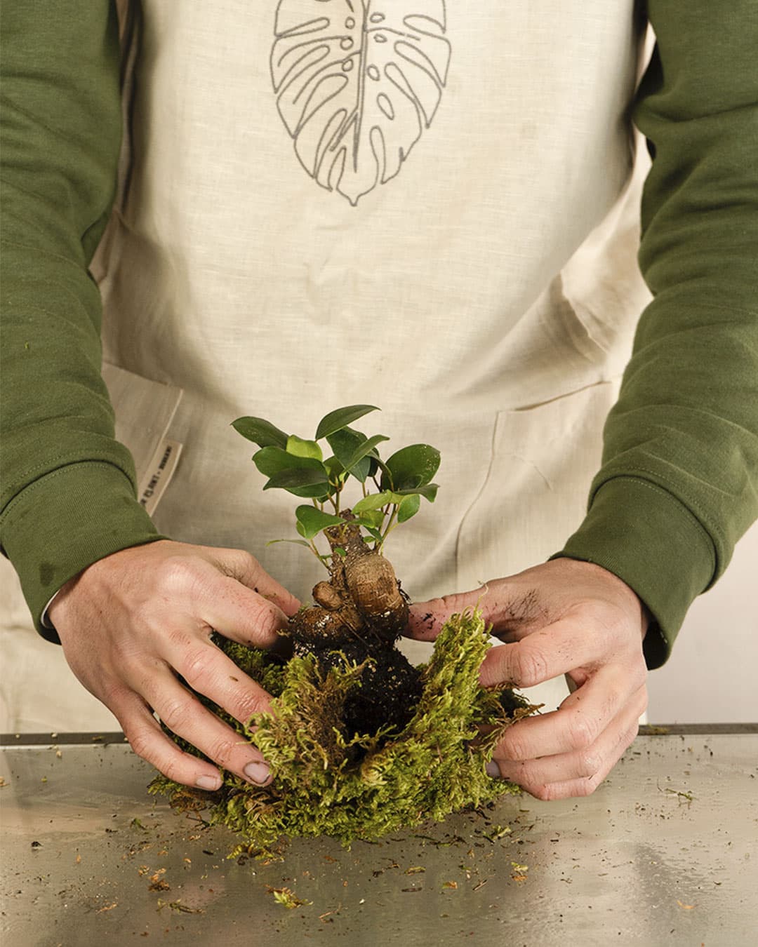Kit Kokedama Ficus Ginseng - Pur Plant