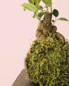 Kit Kokedama Ficus Ginseng - Pur Plant