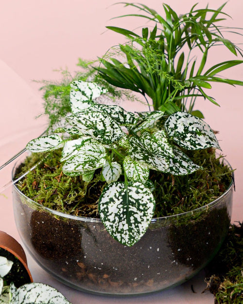 Kit Terrario Genesis – OVO DIY L - Pur Plant