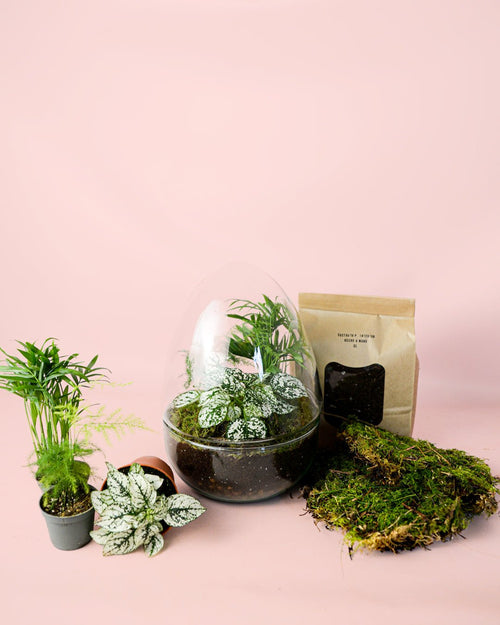 Kit Terrario Genesis – OVO DIY L - Pur Plant