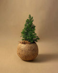 Kokodama Abeto Natural Mini