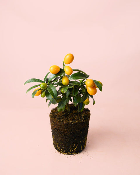 Mini Kumquat