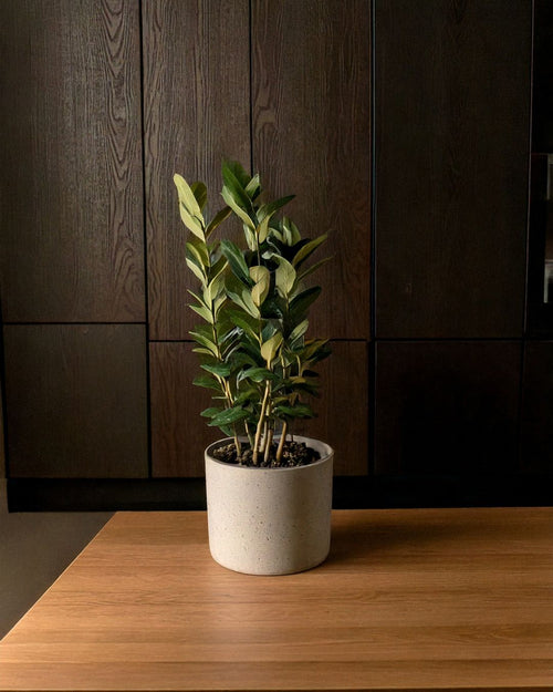 Laurel Nobilis M - Pur Plant