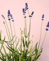 Lavanda Morada M - Pur Plant