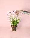 Lavanda Morada M - Pur Plant