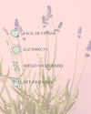Lavanda Morada M - Pur Plant
