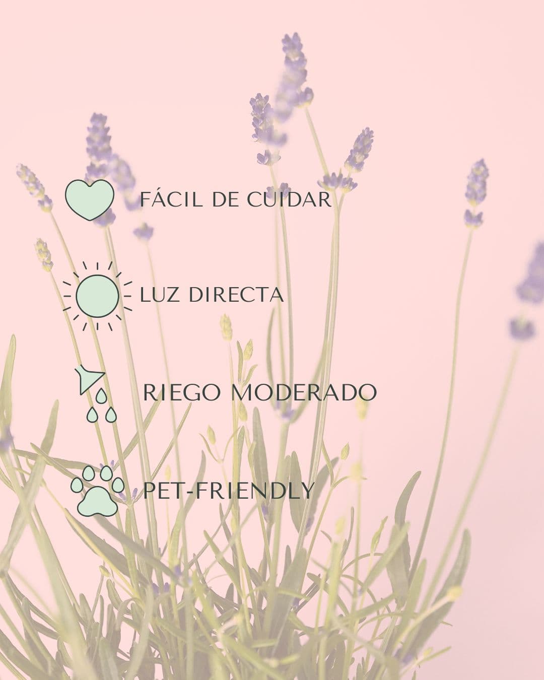 Lavanda Morada M - Pur Plant