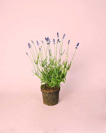 Lavanda Roxa M