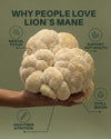 lions_mane_original infography
