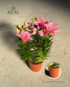Lirio Asiático Dark Pink Rozalynn M - Pur Plant