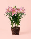 Lírio Oriental Mix M