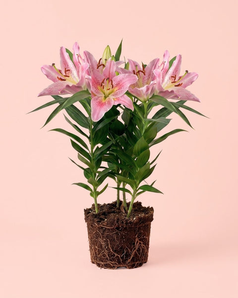 Lirio Oriental Mix M