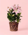 lirio-oriental-souvenir-rosa-l-