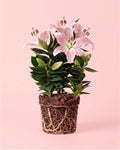 Lírio Oriental Souvenir Rosa M