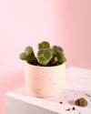 Lithops – Piedras Vivas Mini - Pur Plant