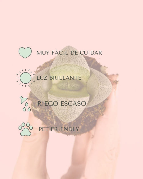 Lithops – Piedras Vivas Mini - Pur Plant