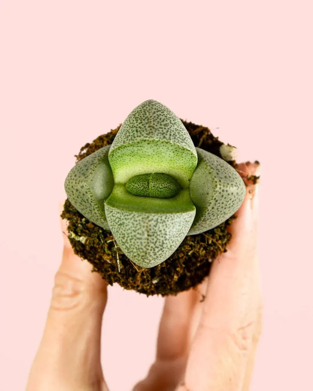 Lithops – Piedras Vivas Mini - Pur Plant
