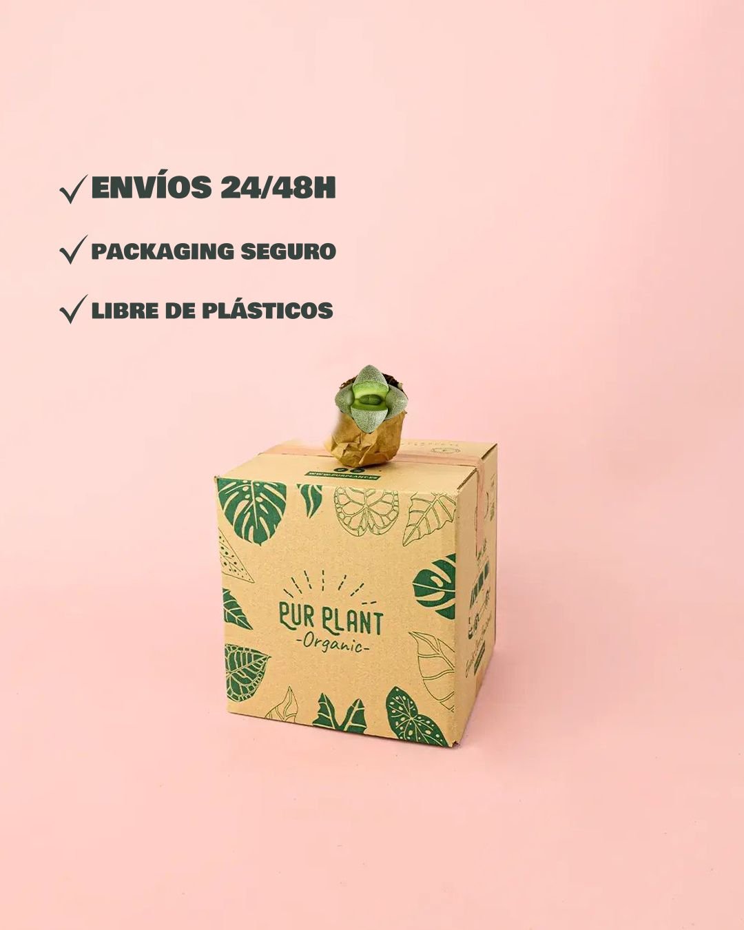 Lithops – Piedras Vivas Mini - Pur Plant