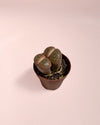 Lithops Rubra – Piedra Viva - Pur Plant