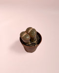 Lithops Rubra – Pedra Viva