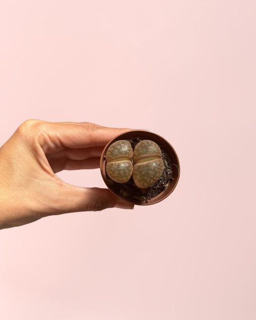 Lithops Rubra – Piedra Viva - Pur Plant