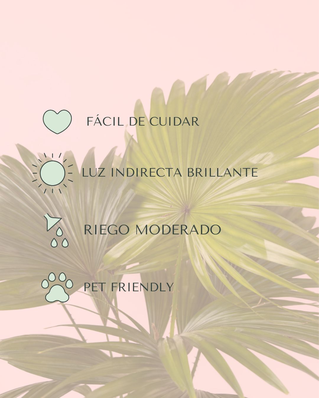 Livistona Rotundifolia – Palmera Abanico L - Pur Plant