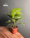 Livistona Rotundifolia – Palmera Abanico L - Pur Plant